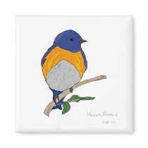 Western Bluebird Magnet magnets