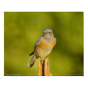 Western Bluebird Poster posters by naturalphotos Western Bluebird Poster posters