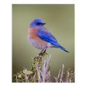 Western Bluebird posters