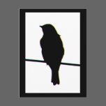 Western Bluebird silhouette Postcard