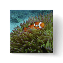 Western Clownfish ( Amphiprion ocellaris ), in