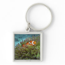Western Clownfish ( Amphiprion ocellaris ), in