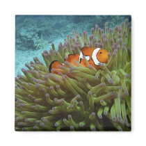 Western Clownfish ( Amphiprion ocellaris ), in