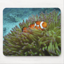 Western Clownfish ( Amphiprion ocellaris ), in