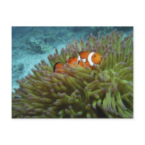Western Clownfish ( Amphiprion ocellaris ), in