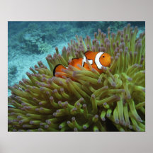 Western Clownfish ( Amphiprion ocellaris ), in Print