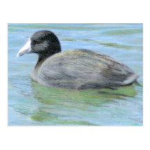 Western Coot Post Cards