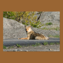 Western Coyote Print