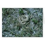 Western Diamondback Rattlesnake Greeting Cards
