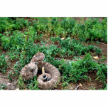 Western Diamondback Rattlesnake