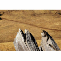Western fence lizard photo sculptures