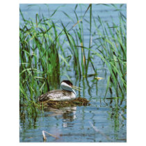 Western Grebe on Nest flyers by animalpark Western Grebe on Nest flyers