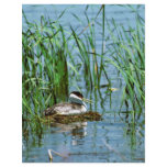 Western Grebe on Nest Flyers