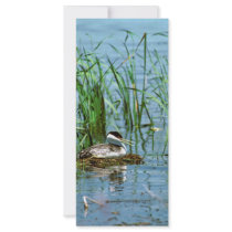 Western Grebe on Nest Custom Rack Cards