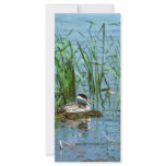 Western Grebe on Nest Custom Rack Cards