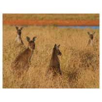 Western Grey Kangaroos Flyers