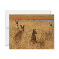 Western Grey Kangaroos Personalized Invitation