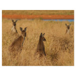 Western Grey Kangaroos Letterhead Template