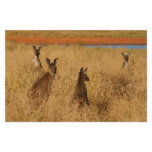Western Grey Kangaroos Stationery