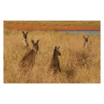 Western Grey Kangaroos Stationery