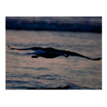 Western Gull at Dusk Post Card