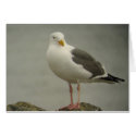 Western Gull Card by naturalphotos Western Gull Card