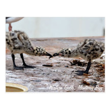 Western Gull Chicks Postcard