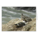 Western Gulls on nest Card by naturalphotos Western Gulls on nest Card