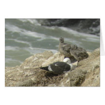 Western Gulls on nest Card