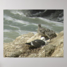 Western Gulls Poster