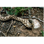Western Hognose Snake Photo Cut Outs