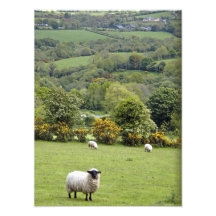 Western Ireland, Dingle Peninsula, broad Photograph