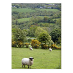 Western Ireland, Dingle Peninsula, broad Postcard