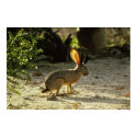 Western Jackalope posters
