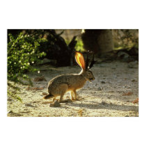 Western Jackalope posters