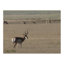 Western Kansas Antelope posters by wksimages Western Kansas Antelope posters