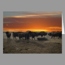 Western Kansas Bison Sunset cards