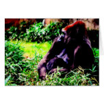 Western Lowland Gorilla Cards