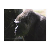 Western Lowland Gorilla postcards by JudsonJoyce Western Lowland Gorilla postcards