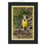 Western_meadowlark3020 Cards