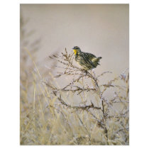 Western Meadowlark Flyers