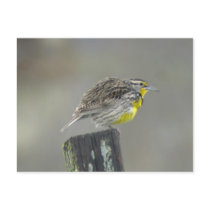 Western Meadowlark Postcard