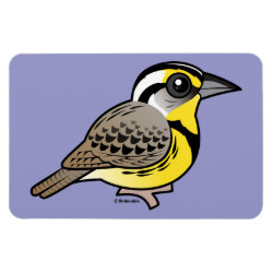 Western Meadowlark 4