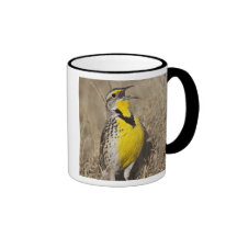Western Meadowlark (Strunella neglecta) in Mugs