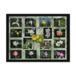 Western Montana Wildflowers Postcard