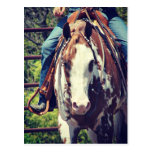 Western Paint Horse Postcard