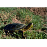 Western Painted Turtle