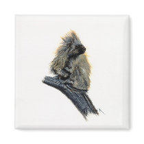 Western Porcupine magnets