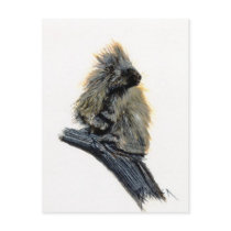 Western Porcupine Postcard