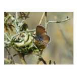 Western Pygmy Blue Butterfly Postcard